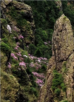 神農(nóng)頂、神農(nóng)祭壇、官門(mén)山、天生橋、昭君故里汽車(chē)三日純玩游