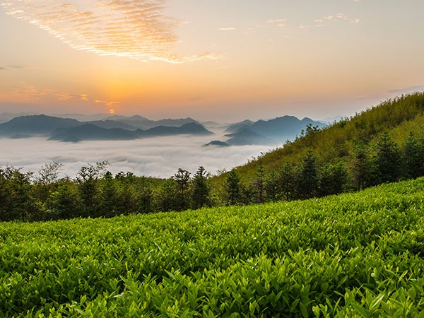 益陽(yáng)安化?天下茶道、云臺(tái)山、茶香花海2日游