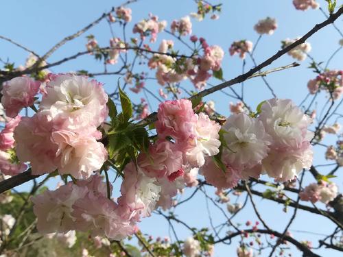 長沙潯龍河櫻花谷、田漢文化園一日游